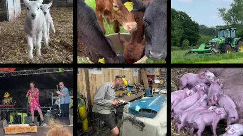 BBC A collage of images showing different activities at Pilford Farm, including dairy cows drinking from a bucket of water, a green tractor ploughing a field, a band performing on stage, a mechanic working on a VW vehicle and piglets suckling