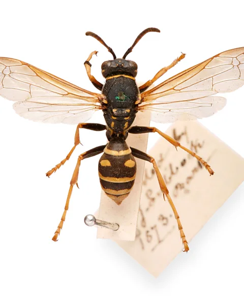Alamy Lubbock's wasp, described by one journalist as "a little gentleman in a brown overcoat, with black and yellow nether garments" (Credit: Alamy)