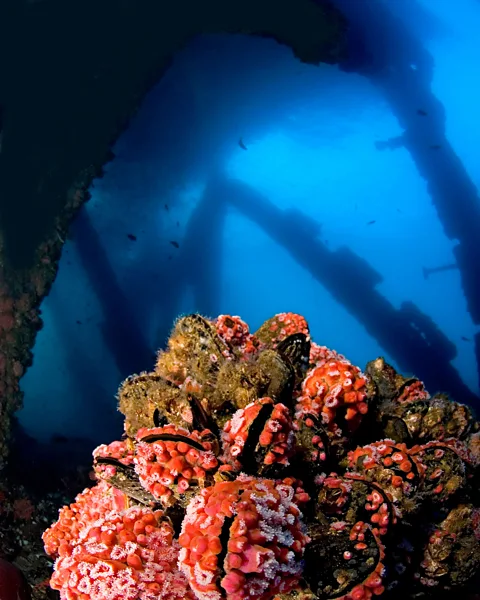 Alamy Life thriving below an oil platform (Credit: Alamy)