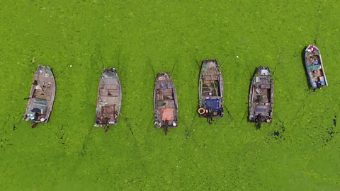 Getty Images If algae growth could be harnessed safely, it could be a food source (Credit: Getty Images)