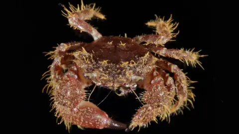 Steve Trewhella Hairy crab