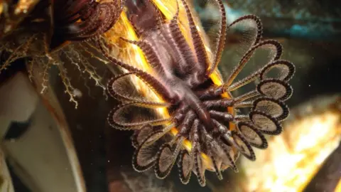 Steve Trewhella Goose barnacle