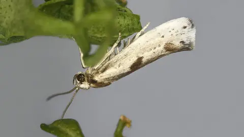 Bob Heckford  Prays peregrina