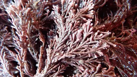 Francis Bunker  Corallina caespitosa