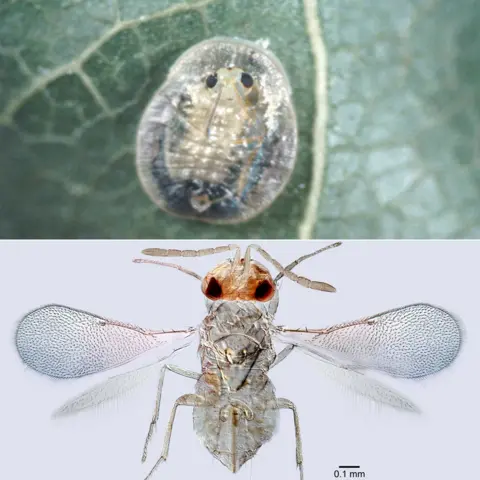 Andrew Polaszek Encarsia harrisoni