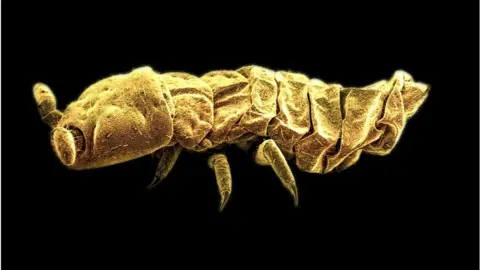 Roger Worland, British Antarctic Survey Megaphorura Arctica