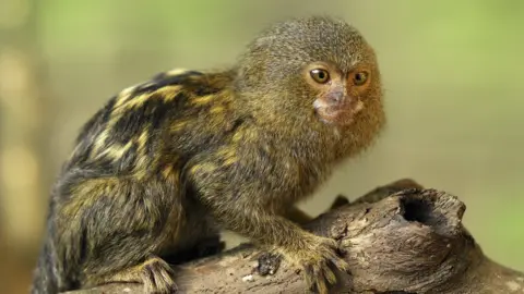 Science Photo Library A pygmy marmoset