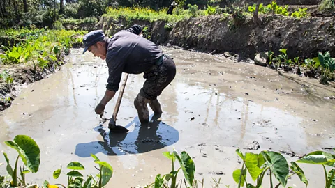 Gary Jones Hani farmers began carving the terraces out of the mountains during the Tang dynasty (Credit: Gary Jones)