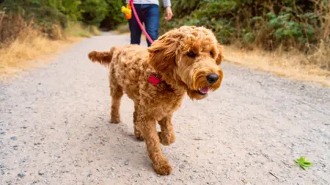 Getty Images A dog walking on a gravel road