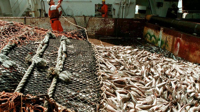 Workers harvest whiting aboard the factory fishing vessel American Triumph off the coast of Alaska. Officials said the ship has 85 crew members who have tested posititve for COVID-19.