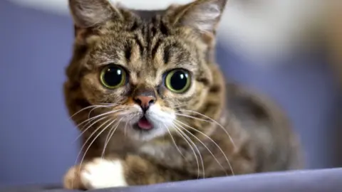 LILBUB.COM A photograph of Lil Bub