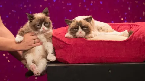 Getty Images Grumpy Cat is posed next to its Madame Tussauds look alike