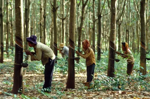 Getty Images Workers collecting sap from rubber trees at the Chup rubber plantation in Cambodia