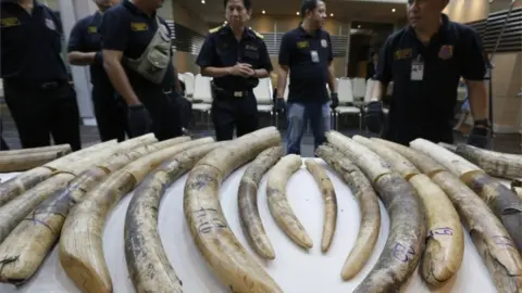 European Photopress Agency Thai customs officials display confiscated African elephant tusks