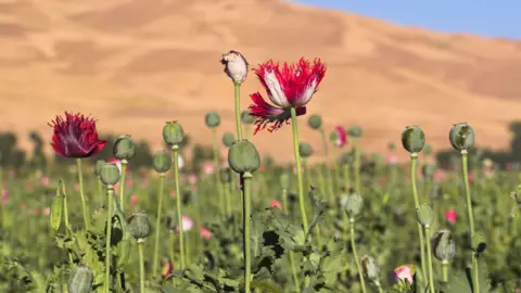 Alamy Poppy field in Afghanistan