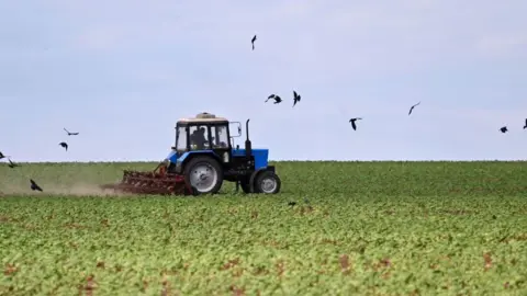 Getty Images A man drives a tractor on a sunflowers field at a farm in southern Ukraine's Odessa region on May 22, 2022, on the 88th day of the Russian invasion of Ukraine.