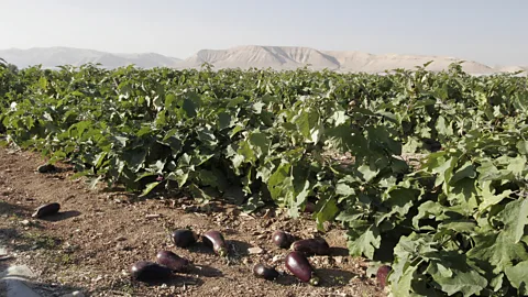 Dan Porges/Getty Images Meat was scarce in the early years of Jewish statehood, so aubergine became a go-to ingredient (Credit: Dan Porges/Getty Images)