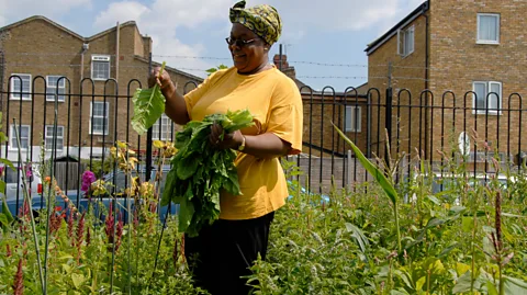 Alamy A woman picking callaloo and spinach in her allotment in Peckham, London (Credit: Alamy)