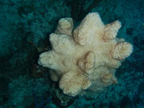 TCRF Dead maze coral in West Caicos