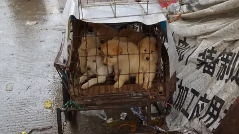 Getty Images Puppies are seen in a cage at a dog meat market in Yulin, in China's southern Guangxi region on June 21, 2017
