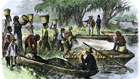 North Wind Picture Archives/Alamy Black labour and rice production made Charleston one of the richest cities in the world (Credit: North Wind Picture Archives/Alamy)